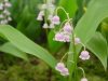 Show product details for Convallaria majalis rosea